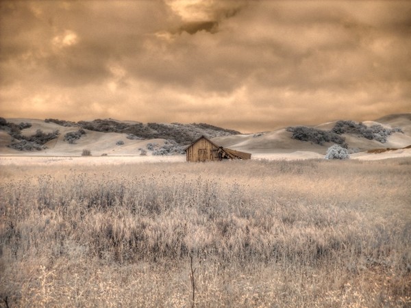 Fields of Gold infrared photo