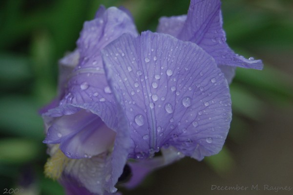 Iris in the Dew