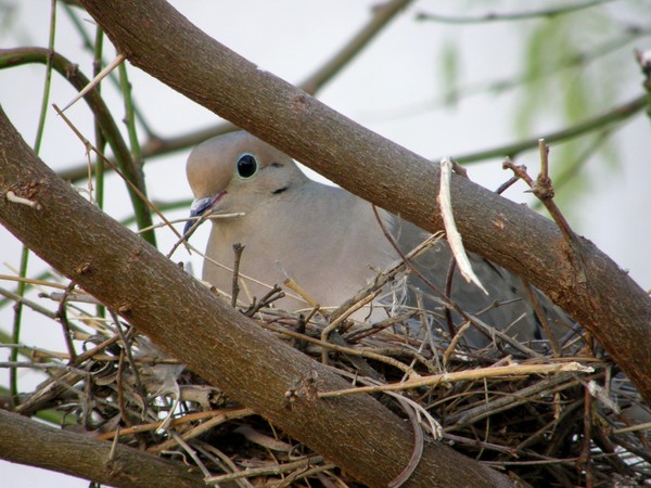 Guarding The Nest