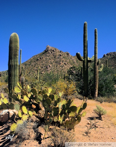 giants of desert