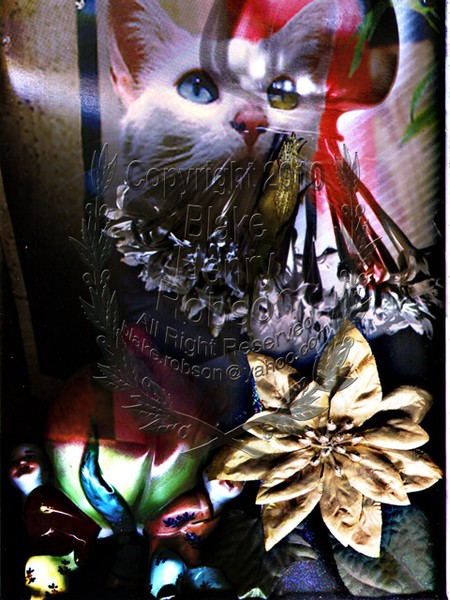 Objects floral and cat 1 brown 1 blue eye collage