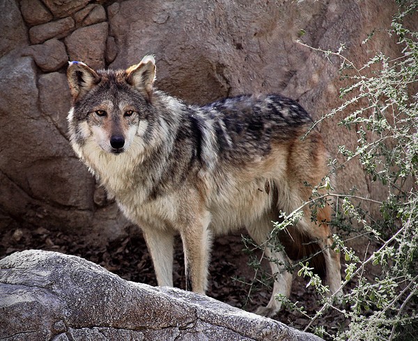Mexican Gray Wolf #2