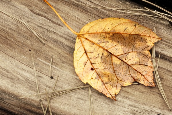 Fallen Leaf, Autumn