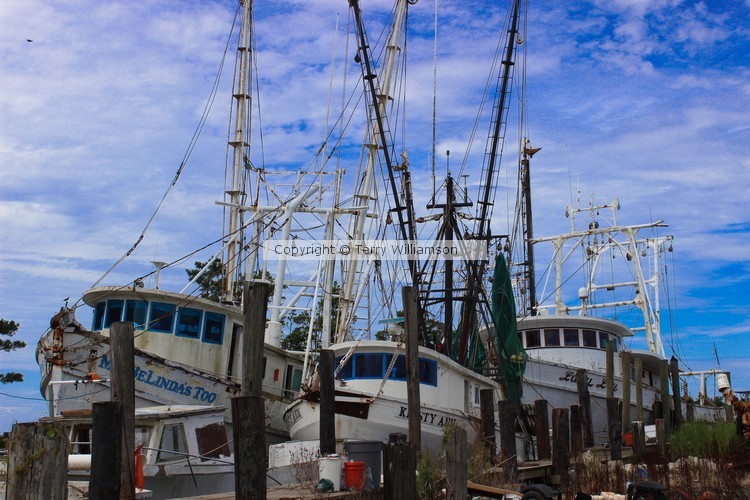 Shrimp Boats