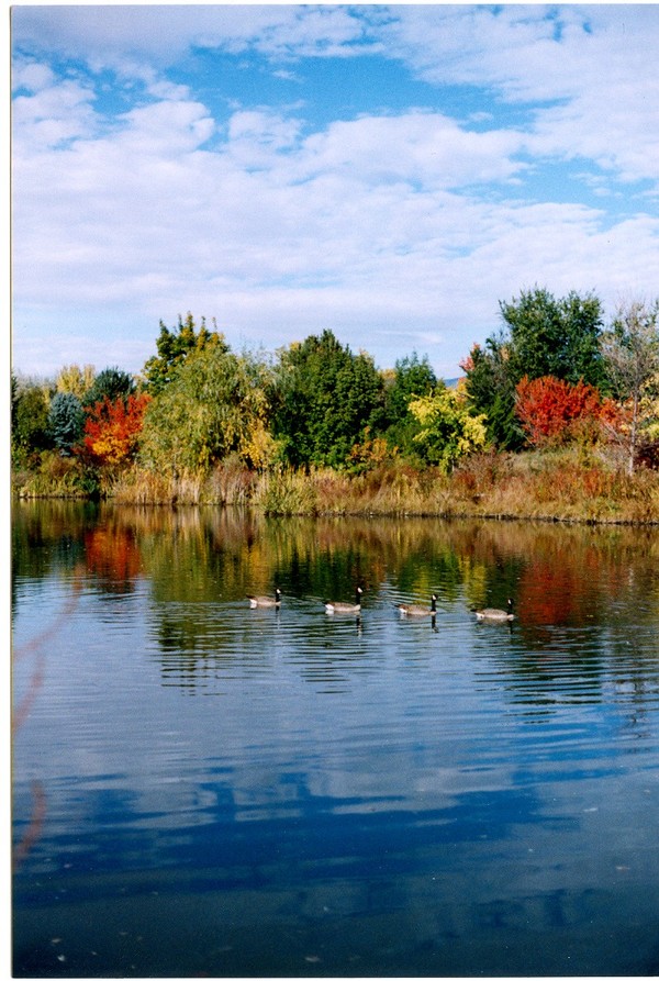 Goose Reflections