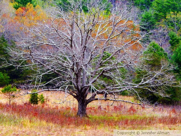 Cades Cove Tree