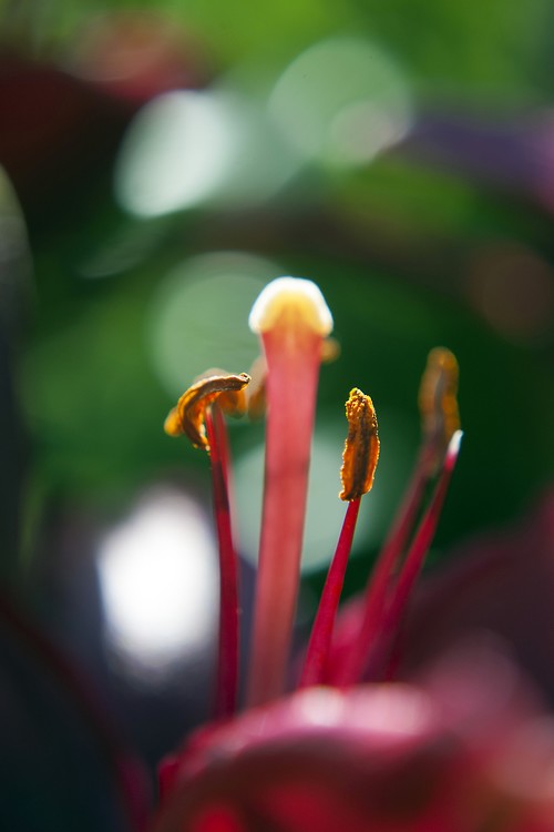 Stunning Red Day Lily Macro