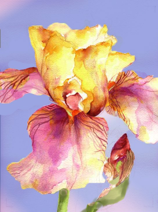 Iris with sky