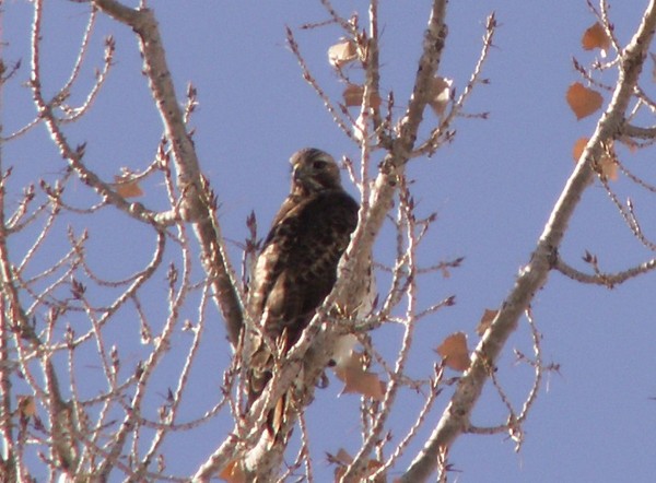 Lagerman Hawk