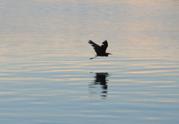 Heron in the sunset