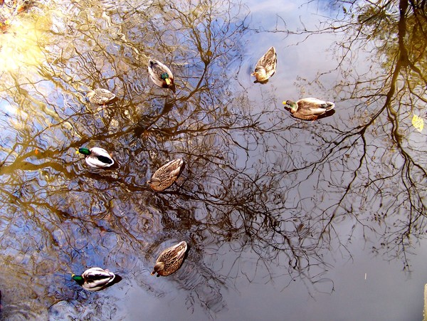 Ducks on Reflection