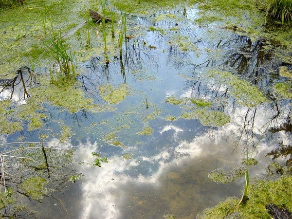 Wetland Reflections