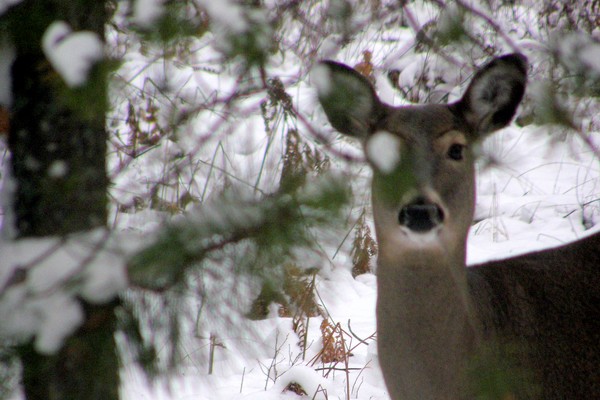 One-eyed white tail