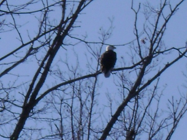 Bald Eagle at the Ozarks