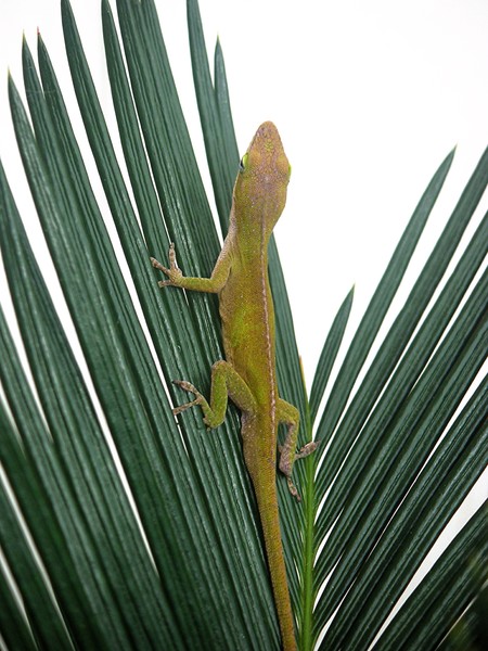 Anole With Palm - Curious