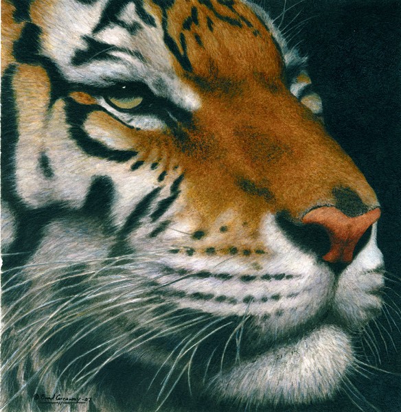 Untitled Tiger
