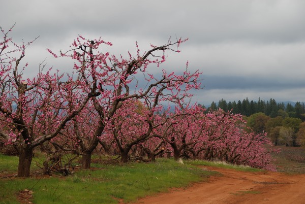 Cherry Blossoms at Apple Hill