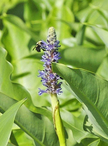 Bumble Bee on Pickerelweed
