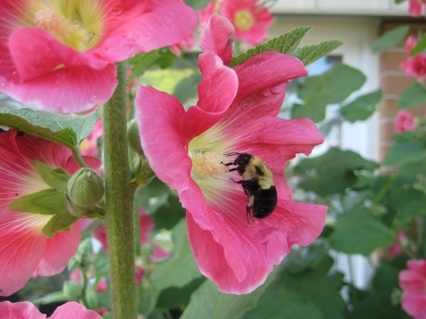 Hollyhock pollination