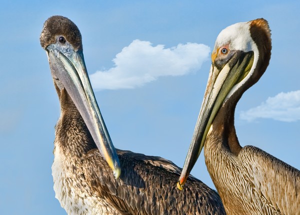 Two Pelicans Discussing Life