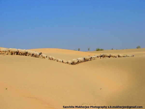 desert horizon