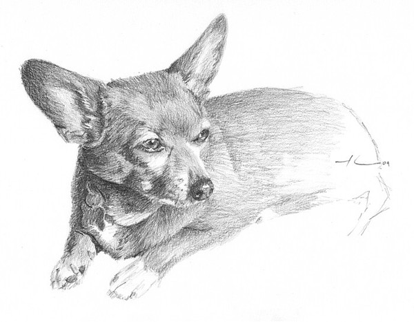 wp-lg chihuahua drawing