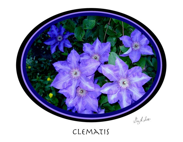 Clemantis 300 