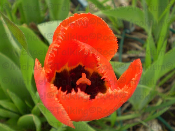 Tulip