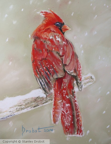 Cardinal in Winter