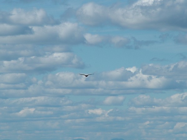 Bird in Flight