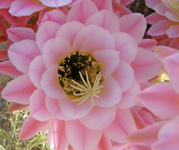 Soft Pink Cactus Flower