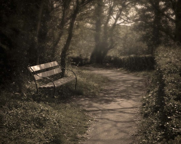 solitary Bench