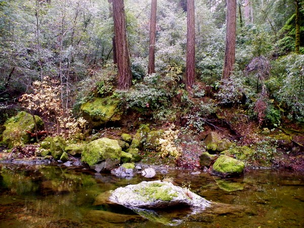 Redwoods Along Creek