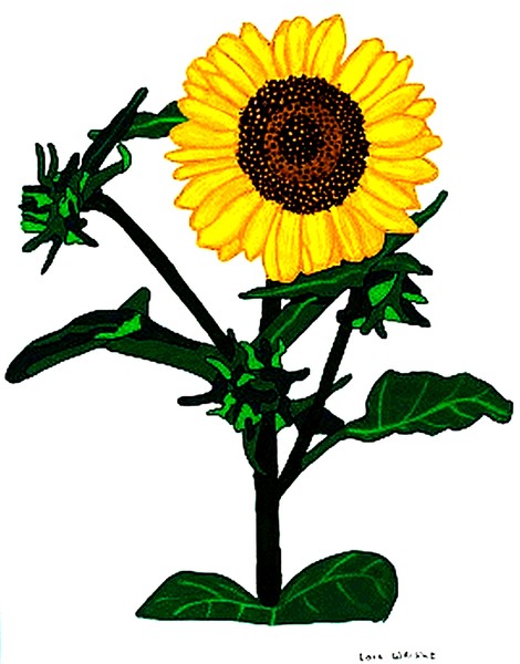 ink flower painting sunflower