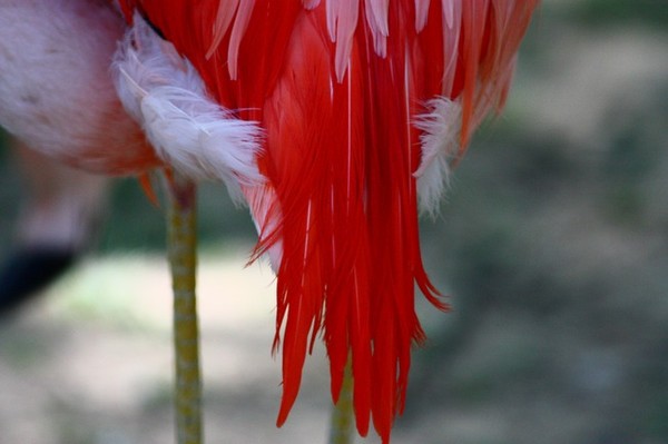 Flamingo Feathers