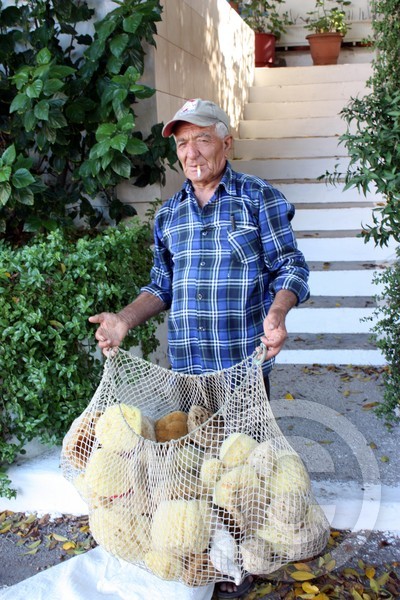 Sponge Seller