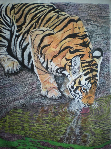 Tiger Drinking