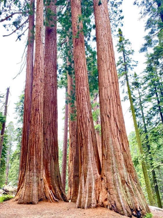 Sequoia