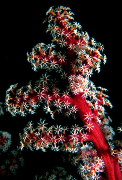 Red Soft Coral