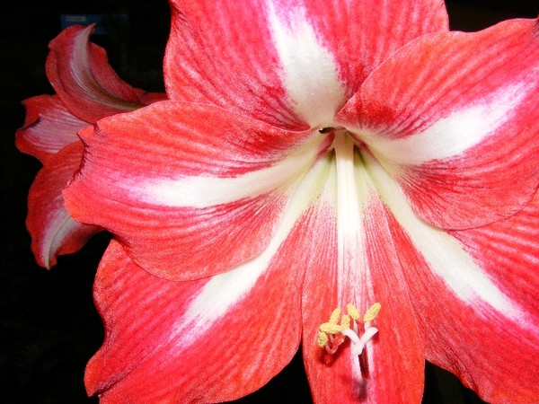 Amaryllis