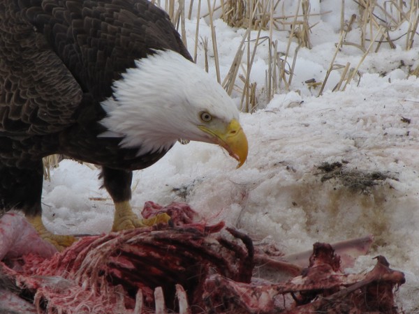 bald eagle having lunch