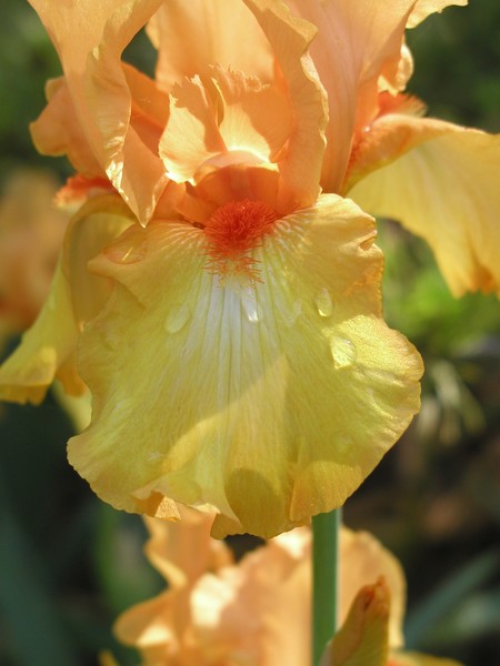 yellow iris