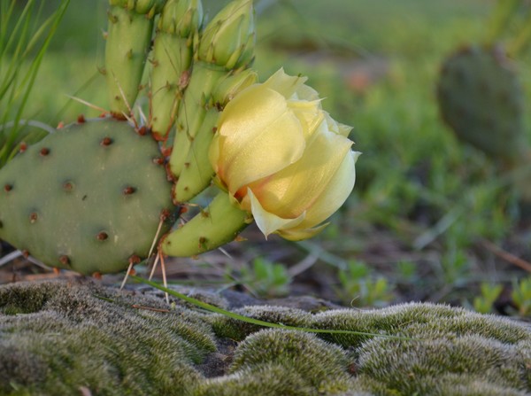 cactus flower