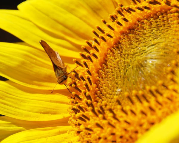 Sunflower Visitor 2