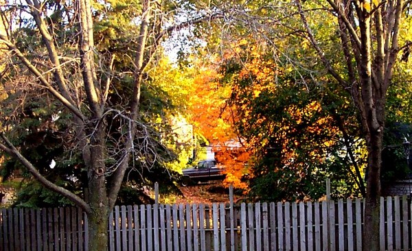 Backyard Fall