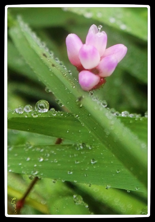 Flower & Droplets