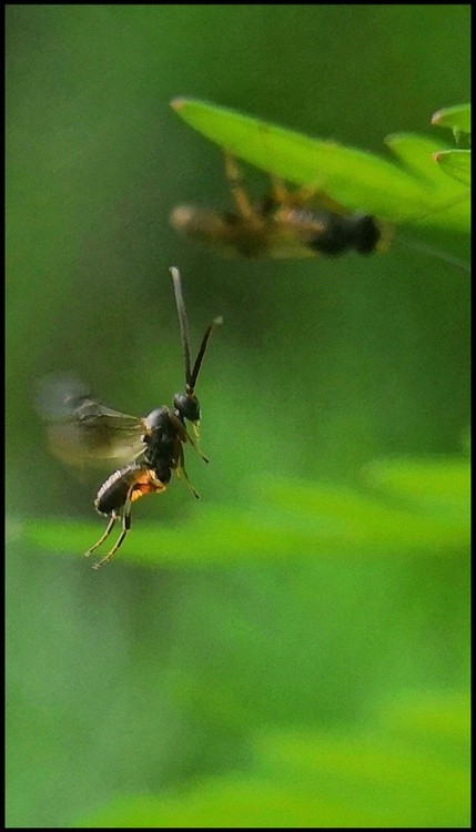 an insect dancer