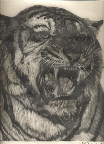 Bengal Tiger Study