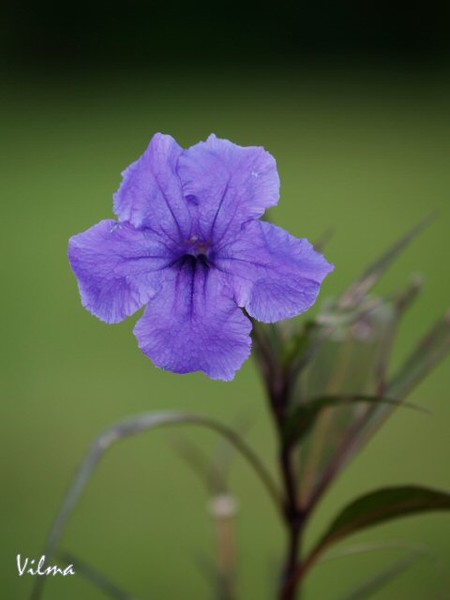 One Purple Flower