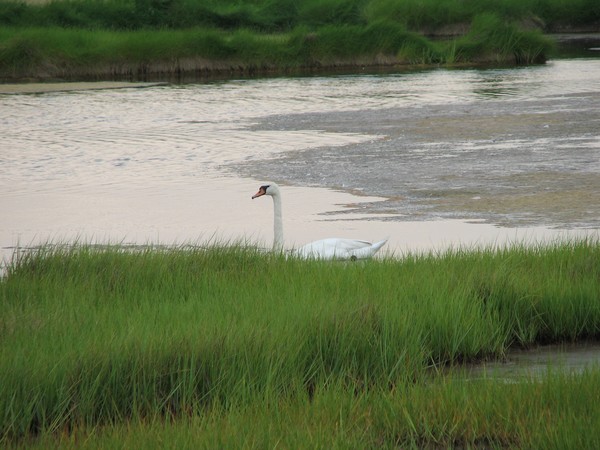 Male swan in salt marsh on Plum Island, MA